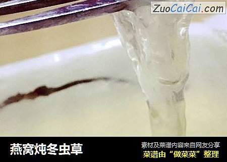 燕窝炖冬虫草