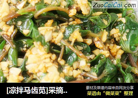 [凉拌马齿苋]采摘野菜，棒棒哒！