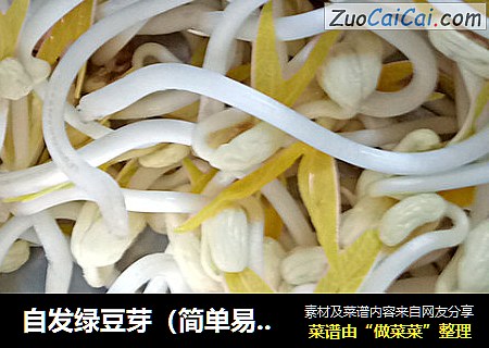 自发绿豆芽（简单易学）