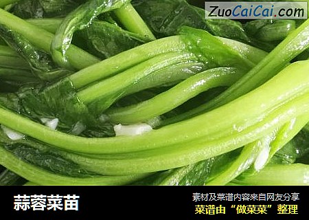 蒜蓉菜苗