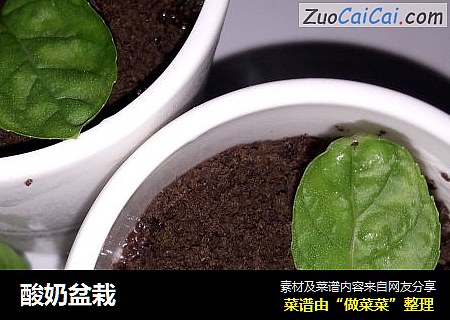 酸奶盆栽 