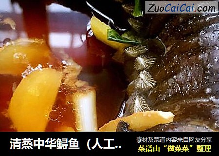 清蒸中华鲟鱼（人工养殖）