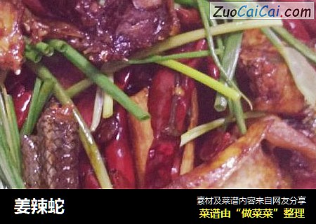 姜辣蛇