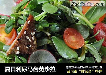 夏日利尿马齿苋沙拉