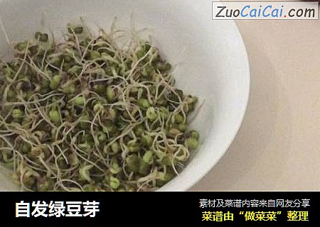 自发绿豆芽