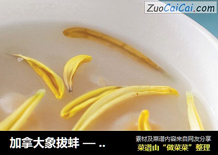 加拿大象拔蚌 — 凤脂菊花象拔蚌