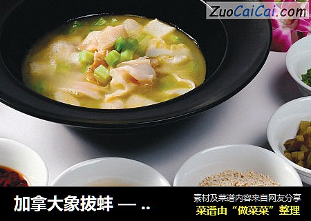 加拿大象拔蚌 — 过桥象拔蚌