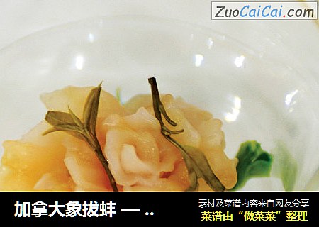 加拿大象拔蚌 — 加蚌闻茗