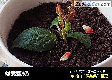 盆栽酸奶