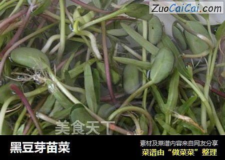 黑豆芽苗菜
