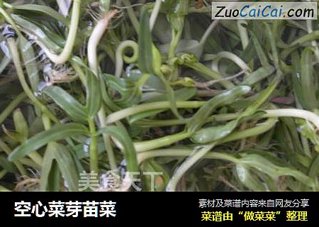 空心菜芽苗菜