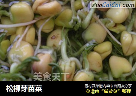 松柳芽苗菜