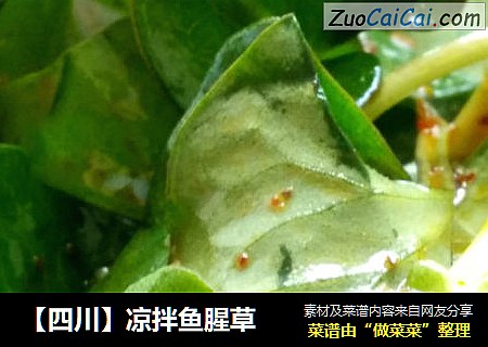 【四川】凉拌鱼腥草