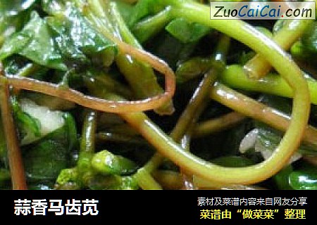蒜香马齿苋