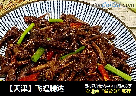 【天津】飞蝗腾达