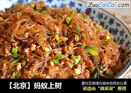 【北京】蚂蚁上树