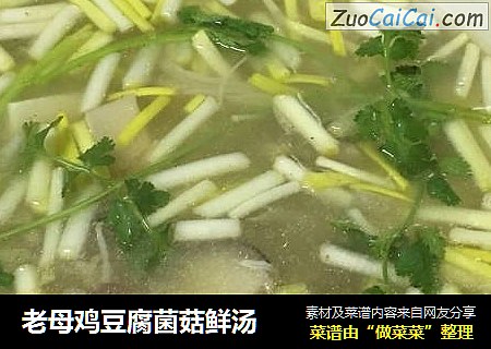 老母鸡豆腐菌菇鲜汤