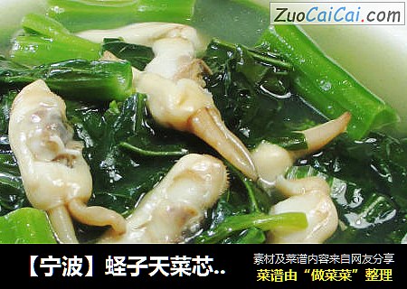 【宁波】蛏子天菜芯羹 