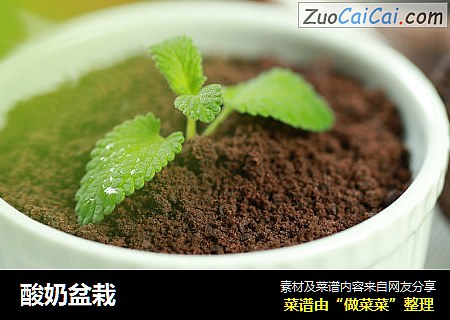 酸奶盆栽