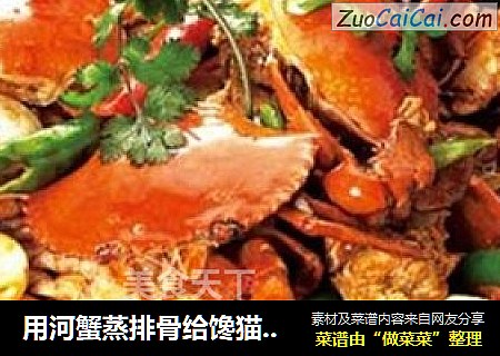 用河蟹蒸排骨给馋猫解馋