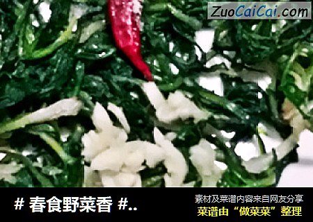 # 春食野菜香 #   炝拌蒲公英