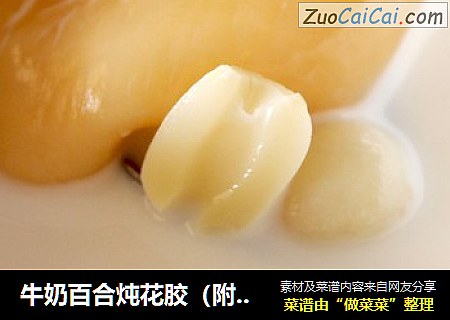 牛奶百合炖花胶（附带蒸泡发技巧）