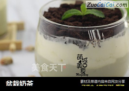 盆栽奶茶