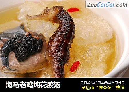 海马老鸡炖花胶汤