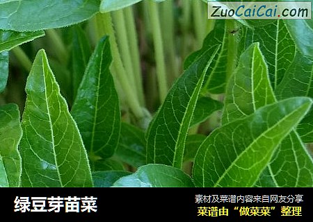 绿豆芽苗菜