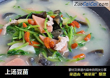 上汤豆苗