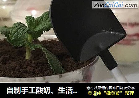 自制手工酸奶、生活更美味