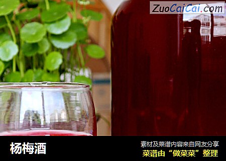 杨梅酒