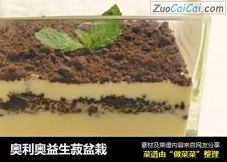 奥利奥益生菽盆栽