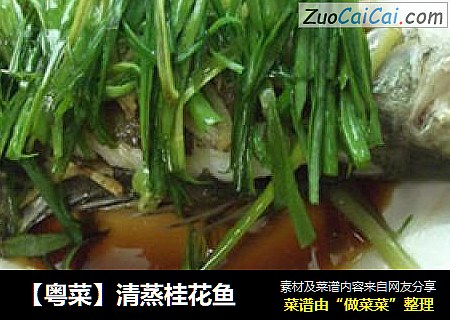【粤菜】清蒸桂花鱼