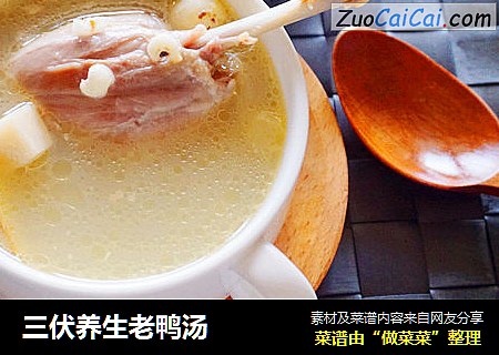 三伏养生老鸭汤