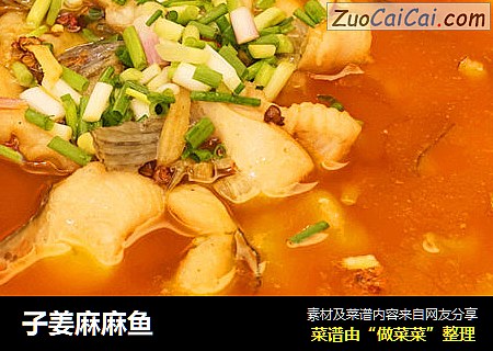 子姜麻麻鱼