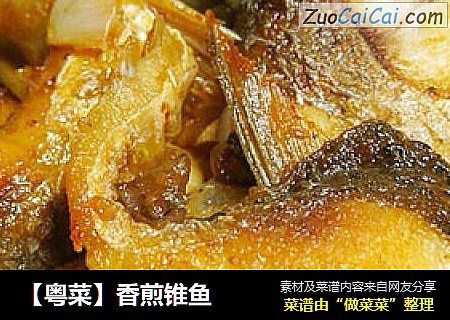 【粤菜】香煎锥鱼