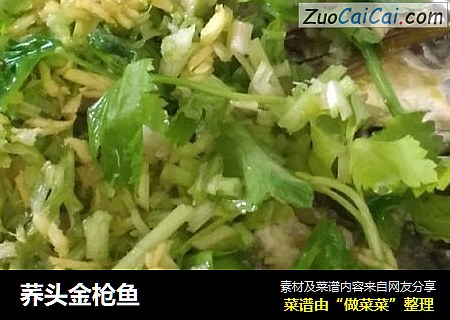 荞头金枪鱼