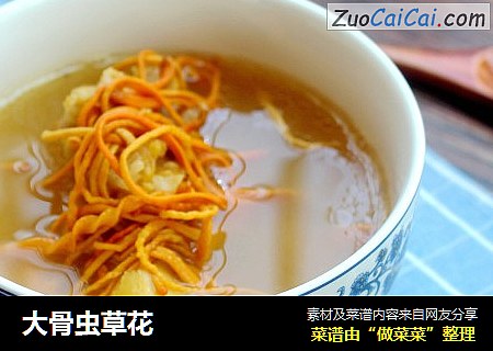 大骨虫草花