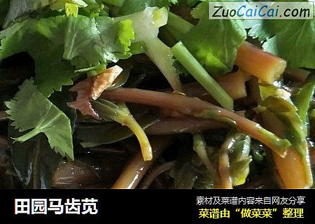 田园马齿苋