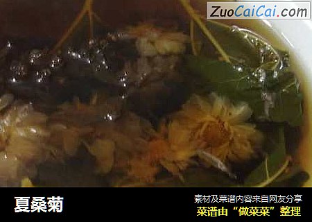夏桑菊
