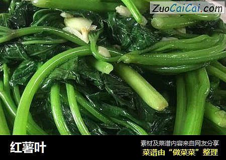 红薯叶