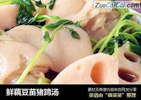 鲜藕豆苗猪蹄汤