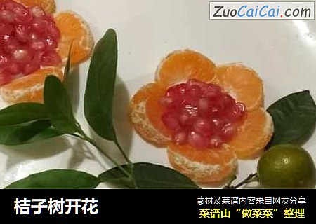 桔子树开花