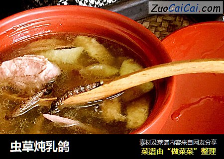 虫草炖乳鸽