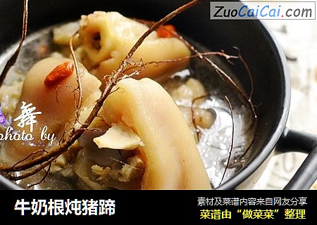 牛奶根炖猪蹄