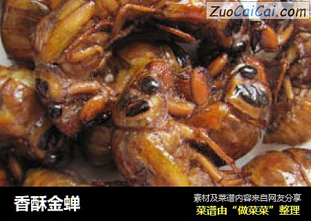 香酥金蝉