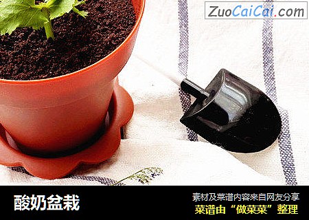 酸奶盆栽