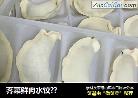 荠菜鲜肉水饺??