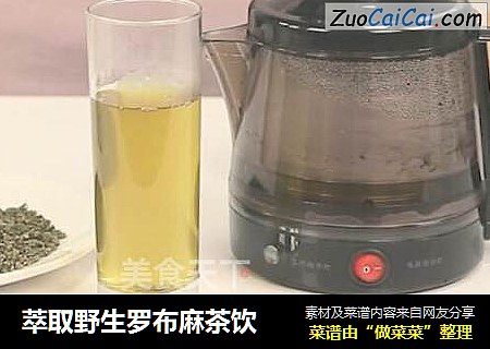 萃取野生罗布麻茶饮